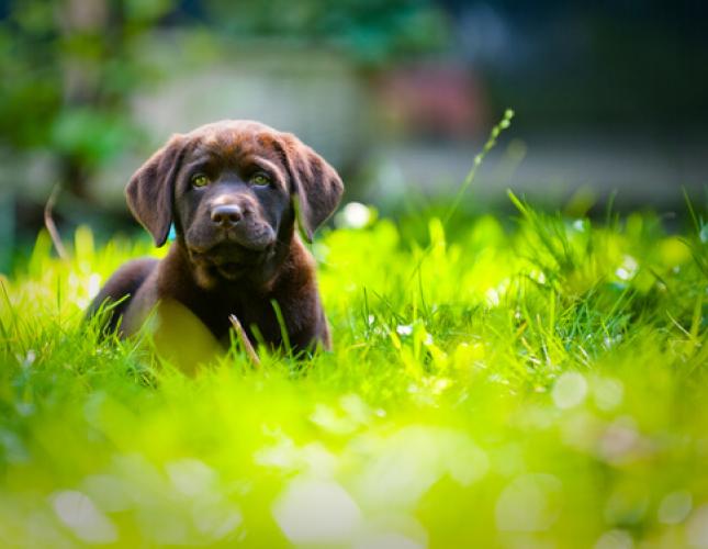 The Power of Prevention: Safeguarding Your Dog from Heartworm Disease