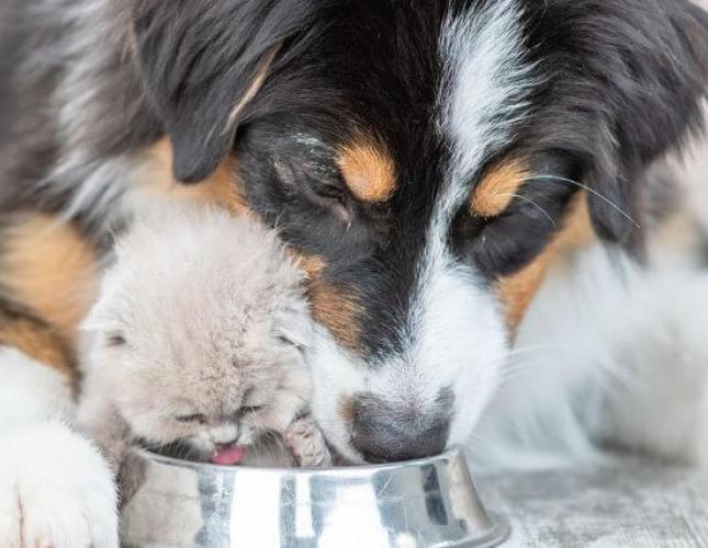 Pet Hydration Awareness Month: Keeping Your Furry Friends Hydrated & Avoiding Cat and Dog Dehydration