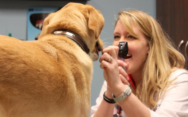 dog eye exam